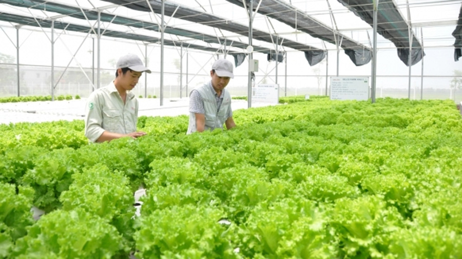 CÁC LOẠI HÌNH DỊCH VỤ NÔNG NGHIỆP HIỆN NAY
