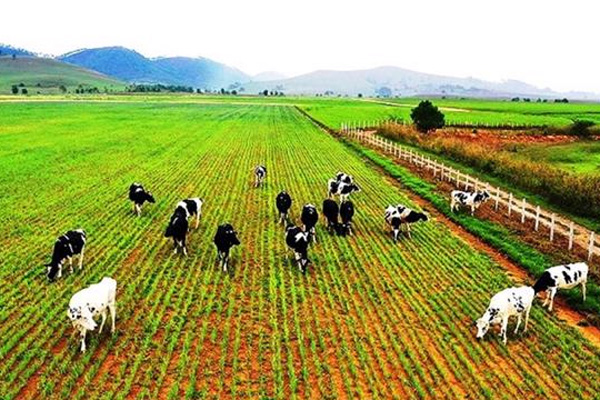 <p style="text-align: center;"><span style="font-family: arial, helvetica, sans-serif;"><strong>Dự &Aacute;n Trang Trại N&ocirc;ng Nghiệp v&agrave; Sản Xuất D&acirc;y Giống Khoai Lang</strong></span></p>